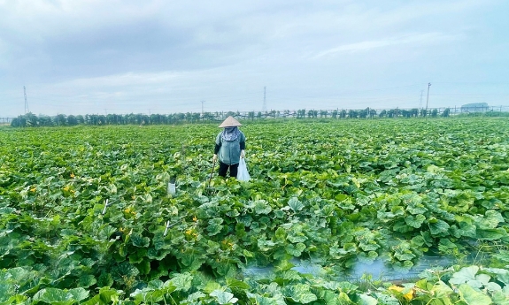Bắc Ninh: Các địa phương chủ động ứng phó với bão số 9, bảo vệ sản xuất nông nghiệp